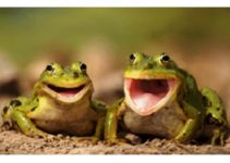 A Lesson from A Frog Tale