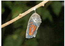Butterfly and Cocoon