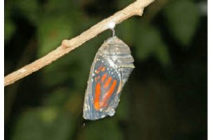 Butterfly and Cocoon