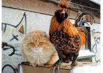 Cats And Roosters