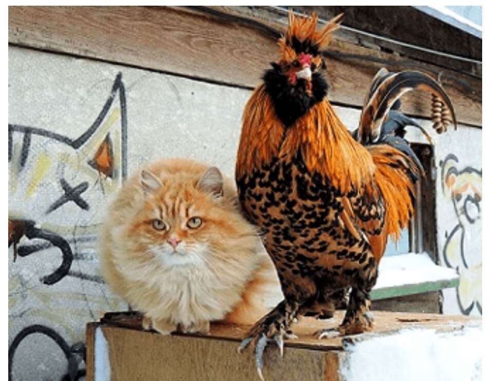 Cats And Roosters