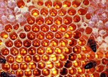 Lion, Rats, Snake & The Honeycomb