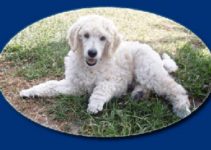 Puppies for Sale