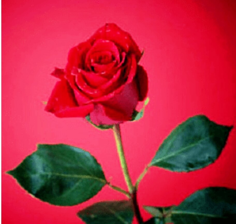 The Proud Red Rose