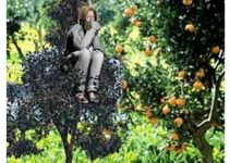 THE STRANGER IN THE GARDEN